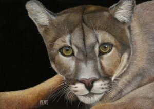 Laima Žeimienė-VIENIS "Puma-concolor"