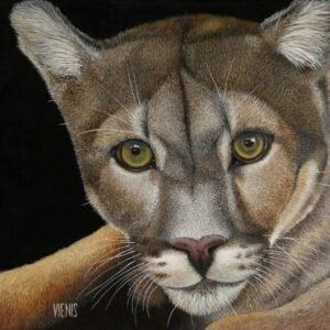 Laima Žeimienė-VIENIS "Puma-concolor"