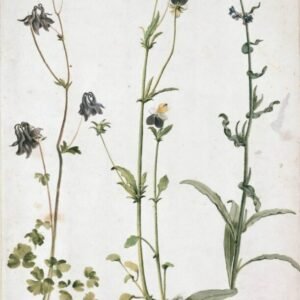 Albrecht Durer "Sinavadas, našlaitė"
