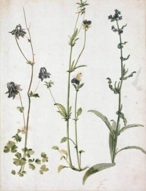 Albrecht Durer "Sinavadas, našlaitė"
