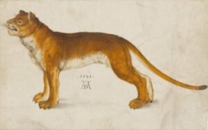 Albrecht Durer "Liūtė"