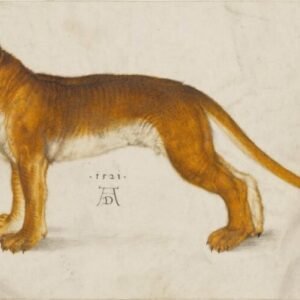 Albrecht Durer "Liūtė"