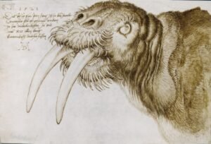 Albrecht Durer "Jūrų vėplys"