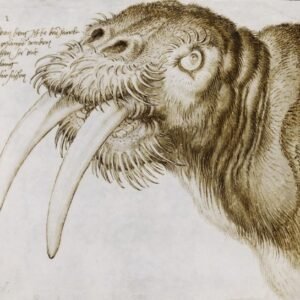 Albrecht Durer "Jūrų vėplys"