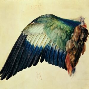 Albrecht Durer "Mėlynojo žalvarnio sparnas"