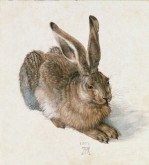 Albrecht Durer "Jaunas kiškis"