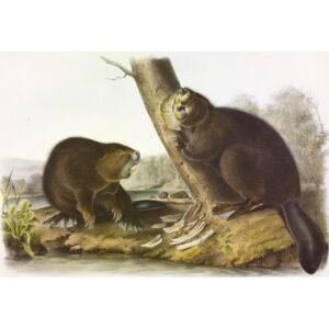 John James Audubon "Amerikos bebras"
