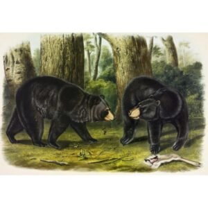 John James Audubon "Amerikos juodasis lokys"