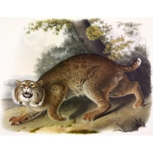 John James Audubon "Amerikos laukinė katė"
