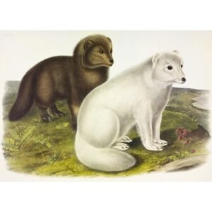 John James Audubon "Poliarinė lapė"