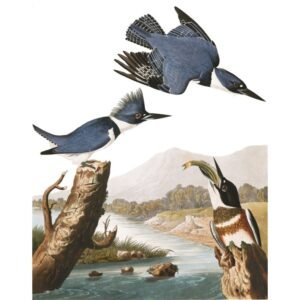 John James Audubon "Keršasis tulžys"
