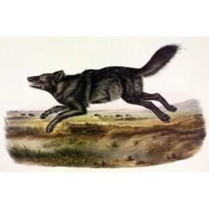 John James Audubon "Juodasis Amerikos vilkas"