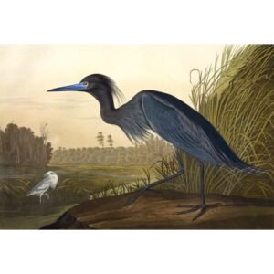 John James Audubon "Melsvoji gervė"