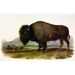 John James Audubon "Bizonas"