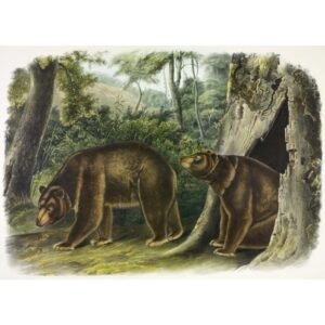 John James Audubon "Cinamoninis juodasis lokys"