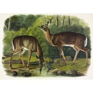 John James Audubon "Paprastieji elniai"