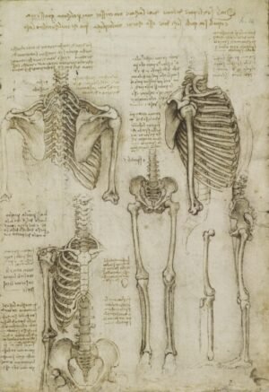 Leonardo Da Vinci "Skeletas"