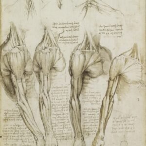 Leonardo Da Vinci "Peties, rankos ir kaklo raumenys"