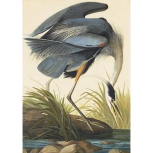 John James Audubon "Didysis pilkasis garnys"