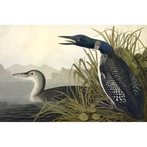 John James Audubon "Ledinis naras"