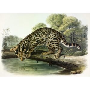 John James Audubon "Leopardinė katė"