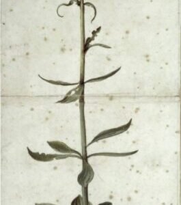 Albrecht Durer "Miškinė lelija"