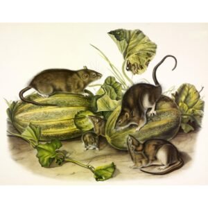 John James Audubon "Pilkoji žiurkė"