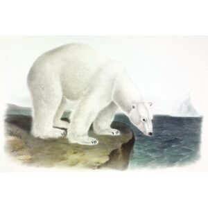 John James Audubon "Baltasis lokys"