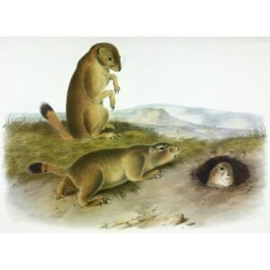 John James Audubon "Prerijų švilpikas"