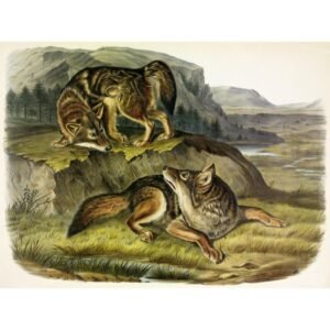 John James Audubon "Prerijų vilkas"
