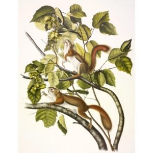 John James Audubon "Rudoji voverė"