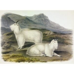 John James Audubon "Kalnų ožys"
