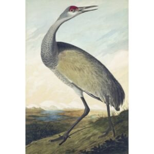 John James Audubon "Kanadinė gervė"