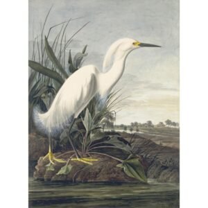 John James Audubon "Snieginis garnys"