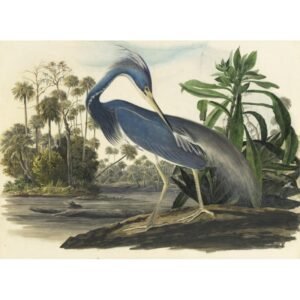 John James Audubon "Trispalvis garnys"