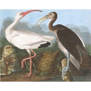 John James Audubon "Baltasis ibis"