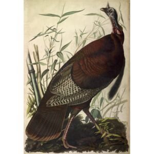 John James Audubon "Laukinis kalakutas"