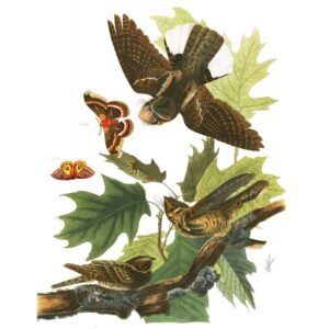 John James Audubon "Be pavadinimo"