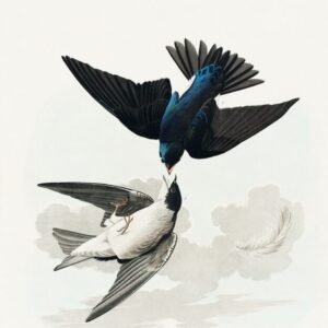 John James Audubon "Amerikos paukščiai"