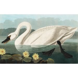 John James Audubon "Gulbė"